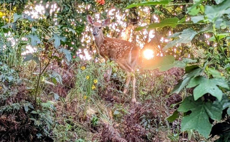 A fawn hides among the trees on Pink Mountain.