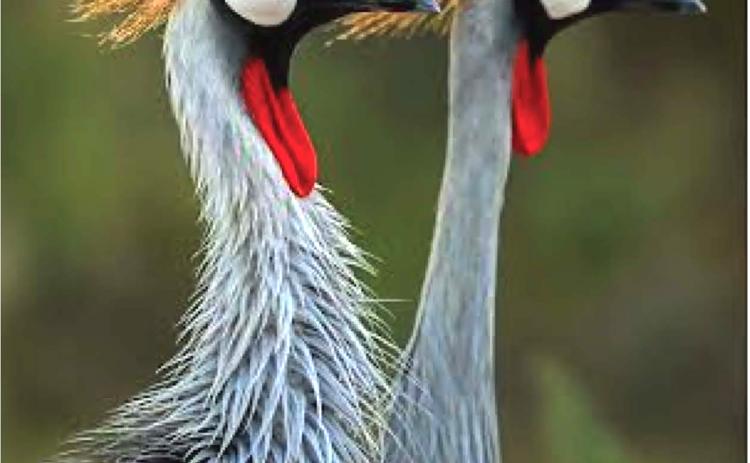 The “Nature’s Generosity” collection will be on display at the Sautee Nacoochee Center from Oct. 23-Dec. 23. An invitational gallery reception is on Oct. 24, from 2-4 p.m. SUBMITTED PHOTOS