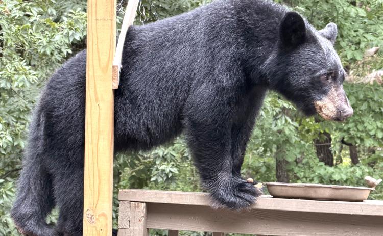 A local black bear went in search of food, possibly orange marmalade, and found bird seed to snack on. Local author and White County News columnist Emory Jones snapped this photo when he saw the bear climb up onto his second floor back deck this past September. Slice of Life photos run in black and white on page 4A of the print White County News, and in color on the newspaper’s website.